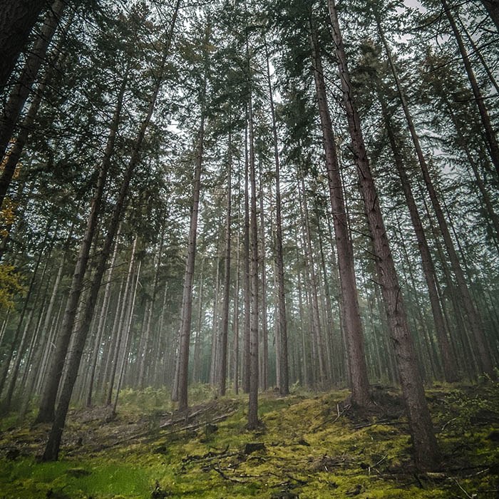 træer i skov om morgenen